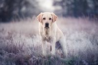 Labrador Retriever-Winterlandschaft-Hundeportrait_1