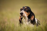 Hundefotografie Schweizer Niederlaufhund