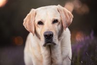 Labrador-Hundefotografie-Heidebl&uuml;te