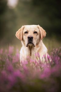 Labrador Gegenlichtaufnahme Heideblüte