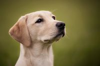 Labrador Retriever Hündin Portrait nachher