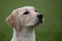 Labrador Retriever Hündin Portrait vorher