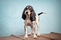 Schweizerniederlaufhund-Welpe-Portrait-Fotostudio