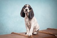 Schweizerniederlaufhund-Welpe-R&uuml;de-Studioportrait