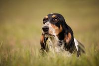 Schweizerniederlaufhund Outdoorportrait